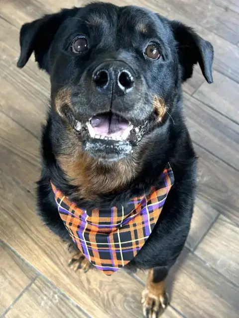 Sierra photo 4