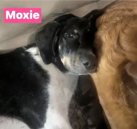 Moxie