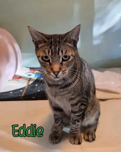 Eddie photo 3