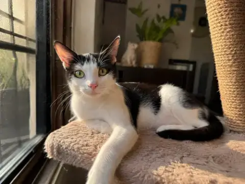 Missy