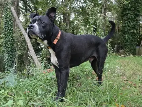 Charlie photo 2