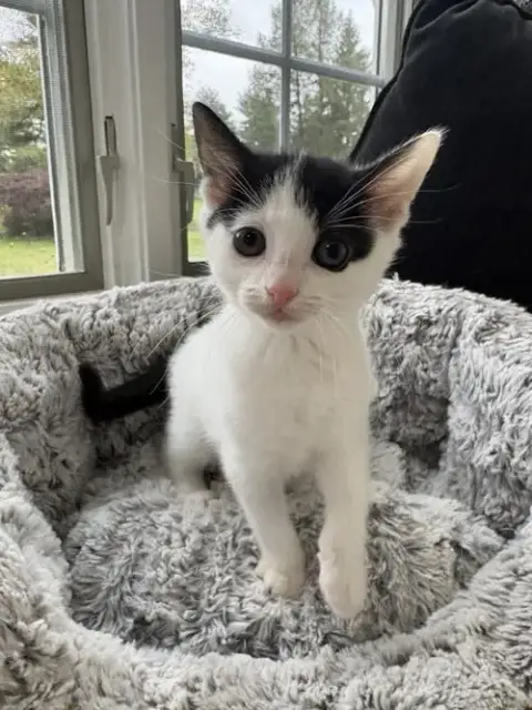 Miso