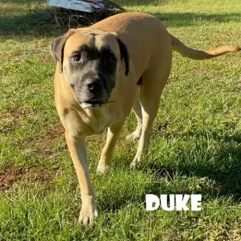 Duke photo 2
