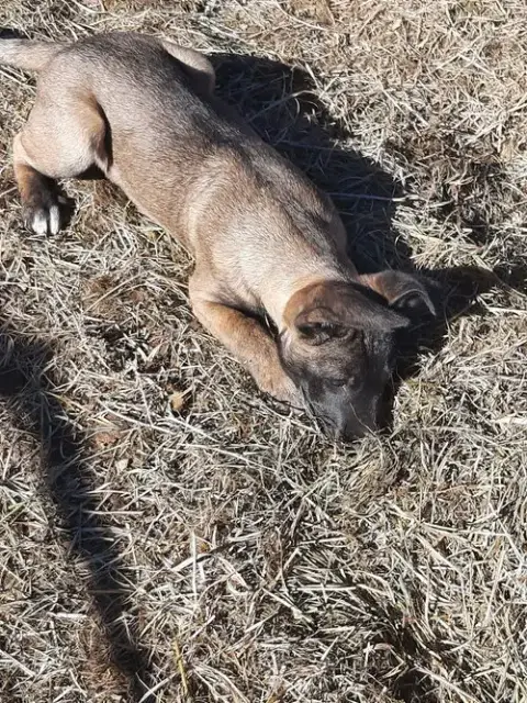 Animaniacs Litter Mindi Located In El Paso photo 3
