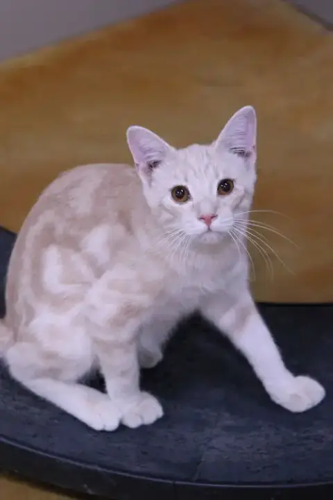 Angelo
