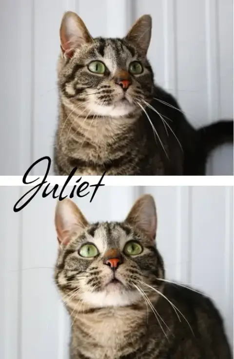 Juliet