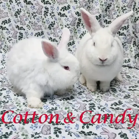 Cotton