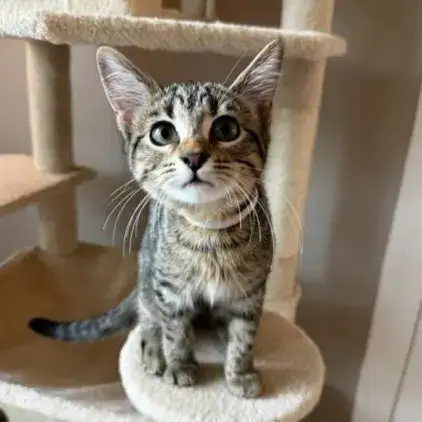 Lily #Tabby-Brigade photo 4