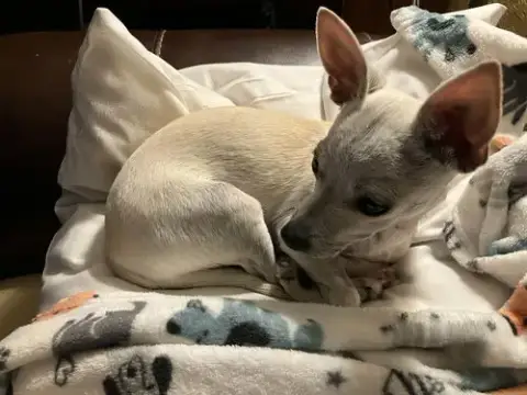 Little Man
