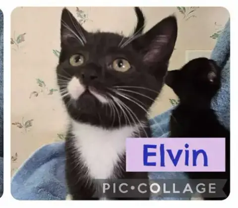 Elvin photo 2