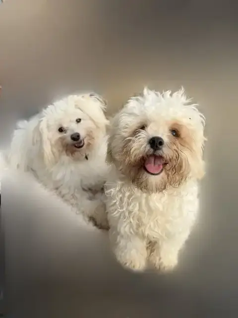 Tino & Frosty