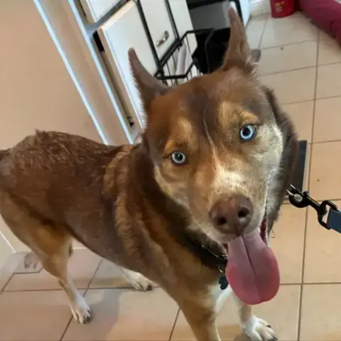 Archie Ii