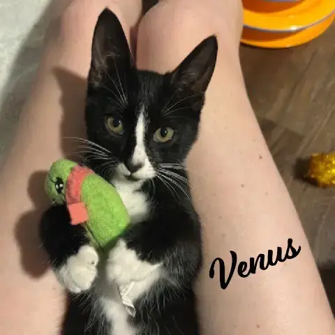 Venus #Sister-Of-Charm