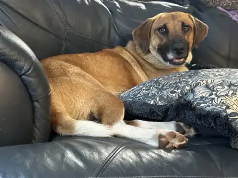 Hazel