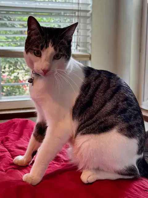 Kelly Cat photo 3