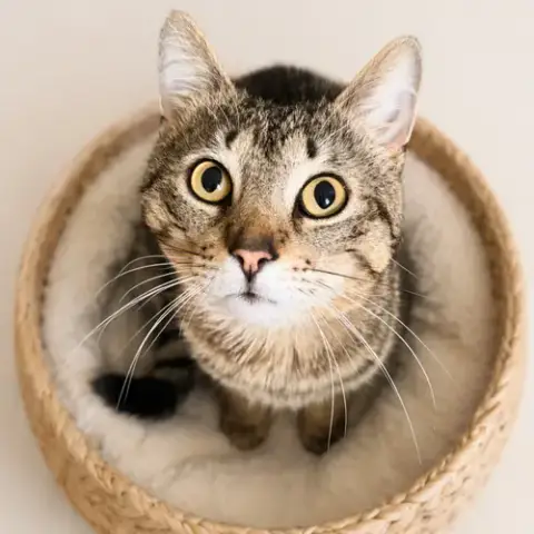 Tom