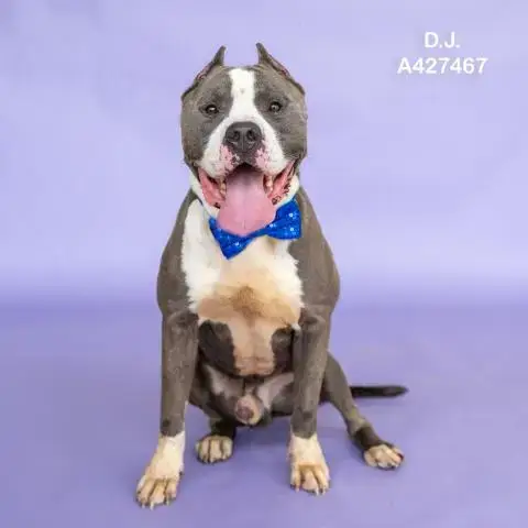 D.J.