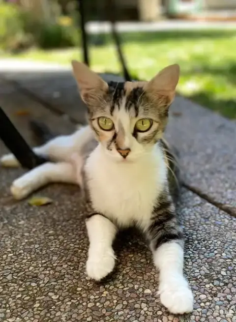 Millie