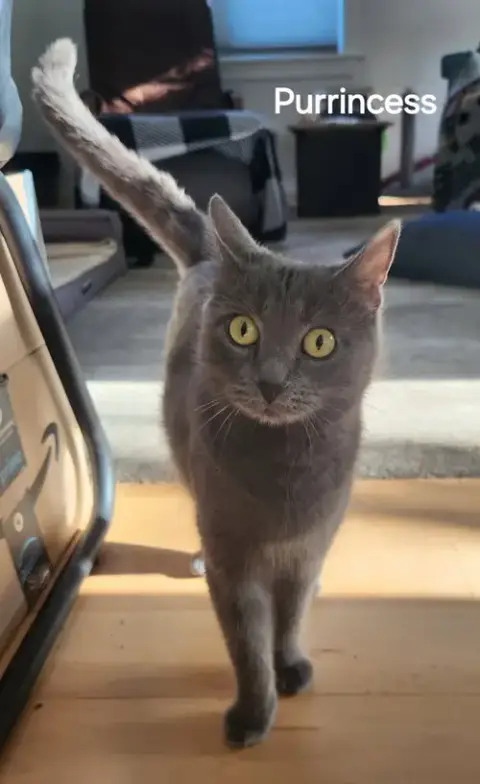 Purrincess