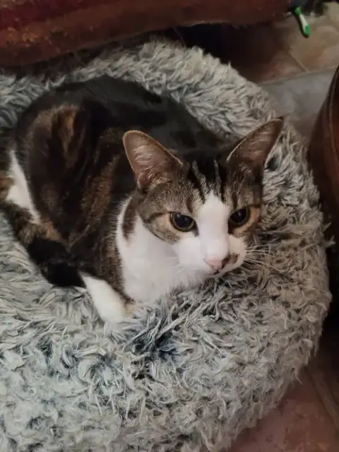 Ms. Kitty photo 2