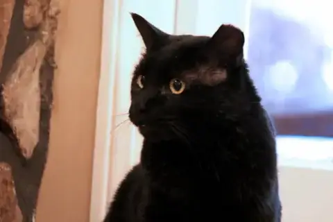 Angus photo 4