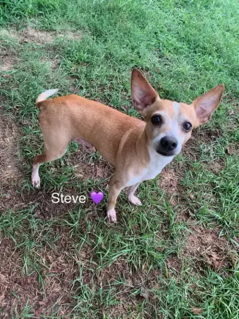 Steve