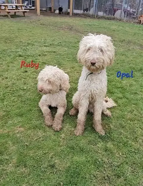 Ruby photo 4