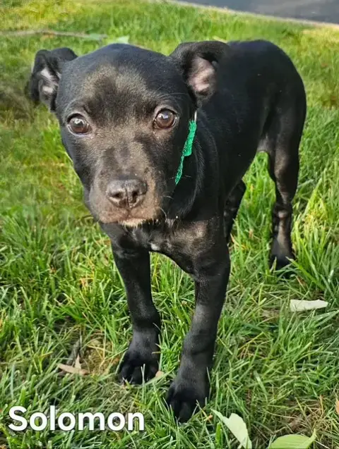 Puppy Solomon photo 3