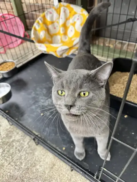 Miso
