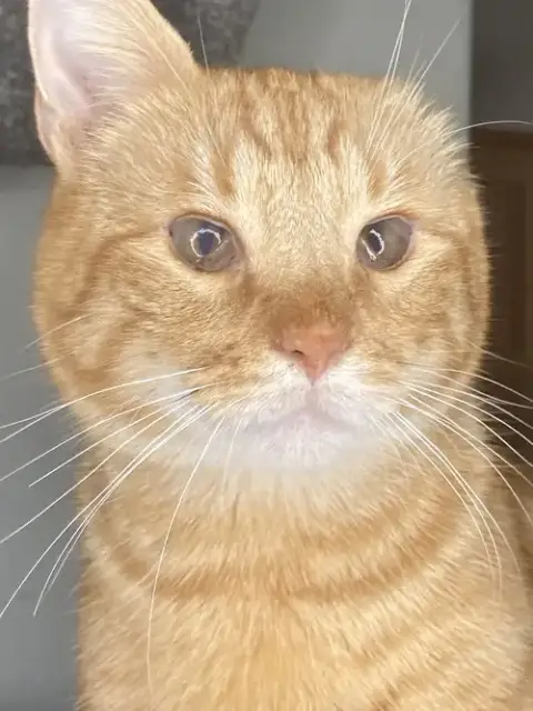 Chester