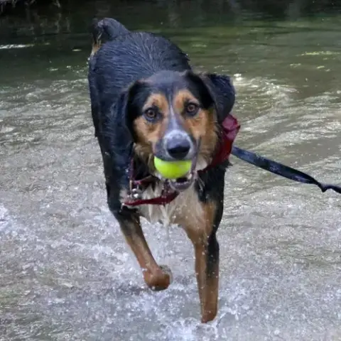 Schroeder photo 2