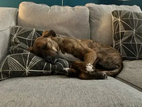 Maxwell photo 5