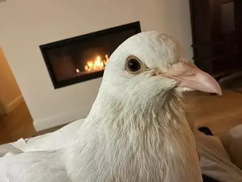 Bonita