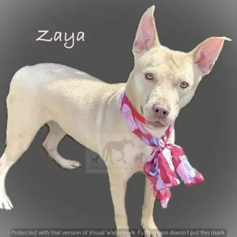Zaya