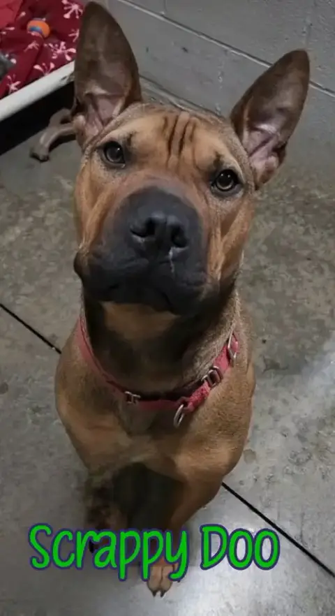 Scrappy Doo photo 4