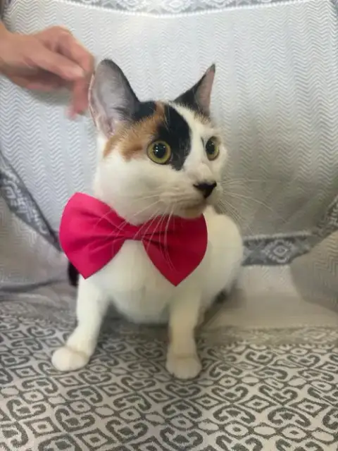 Calypso photo 4