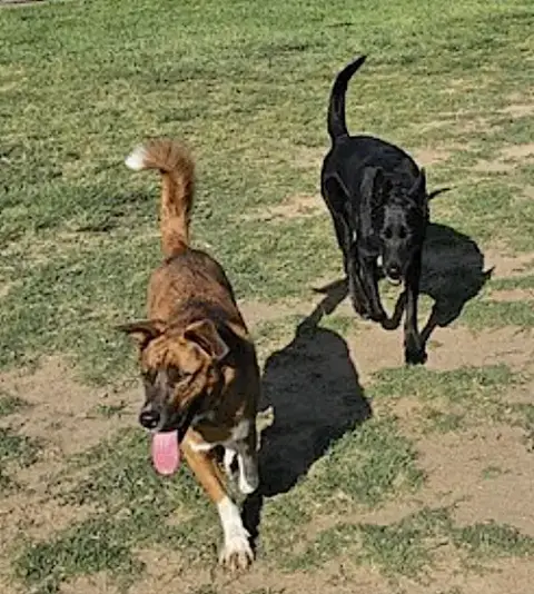 Puppy photo 4