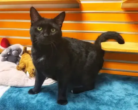 Wilbur
