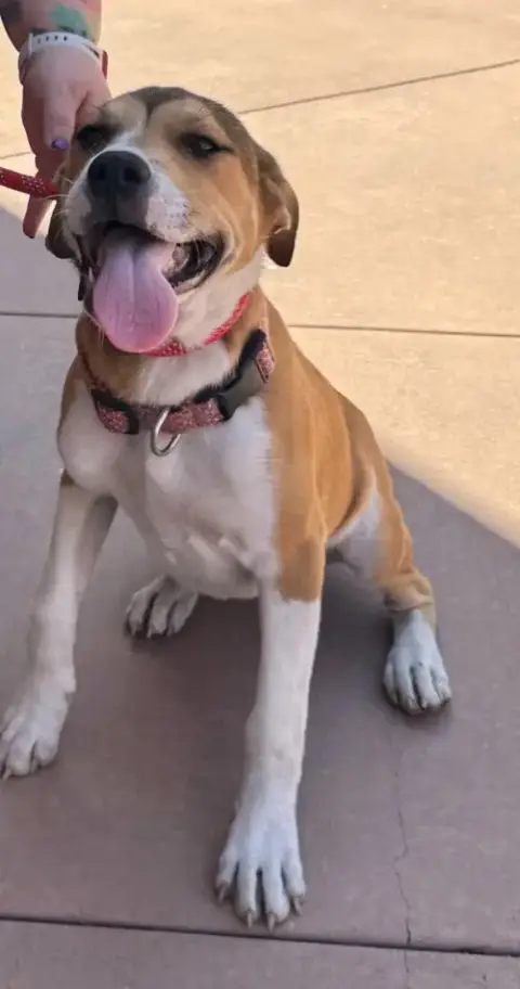 Ella-Cp-Foster Or Adopt Me! photo 3
