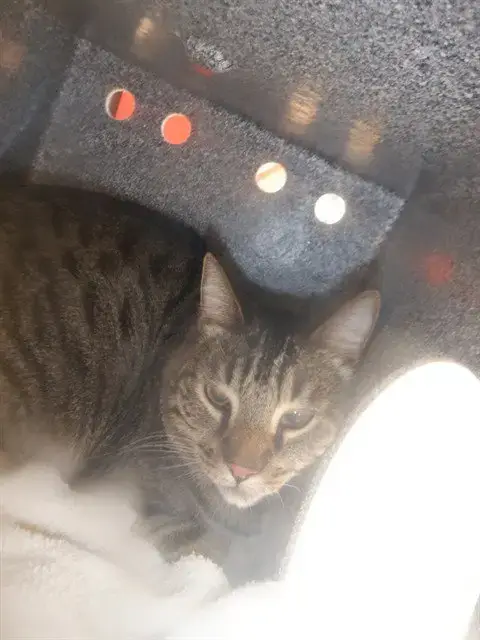 Opie