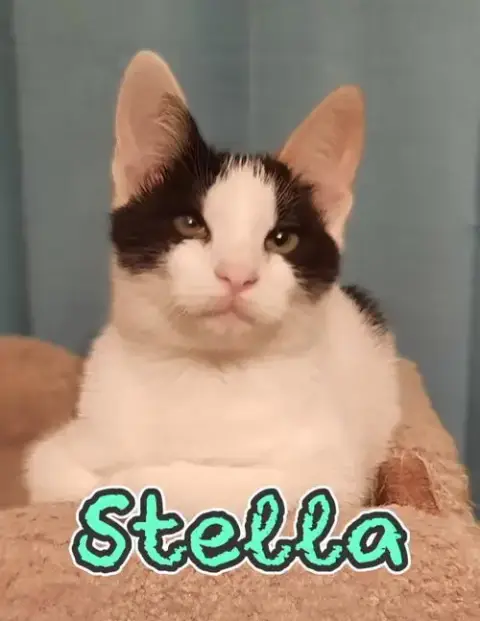 Stella photo 3