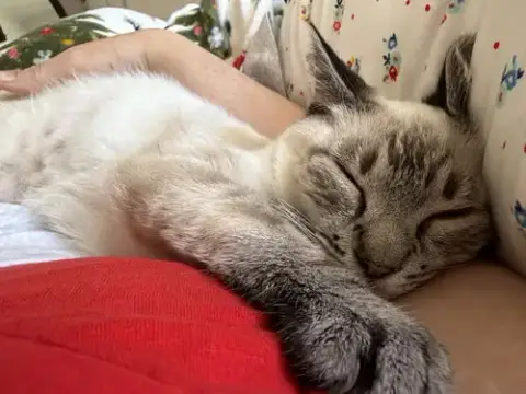 Meeps =^.^= photo 4