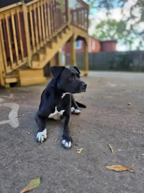 Tuxedo Bully Mix