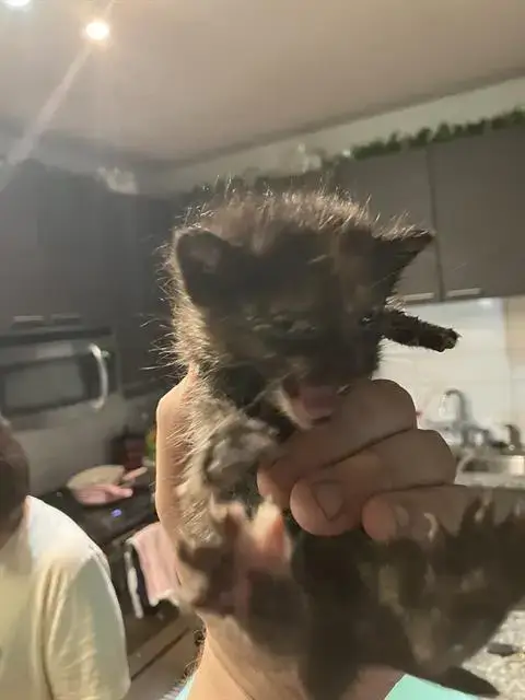 Kitten 2
