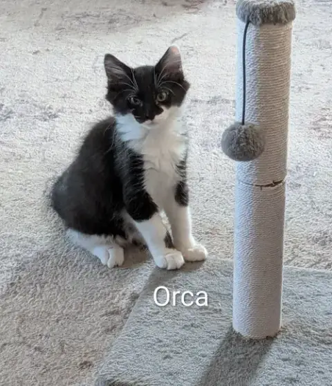 Orca photo 3