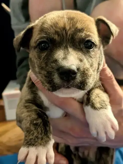 Bandit photo 2