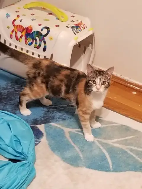 Josie Is Your Pussycat!