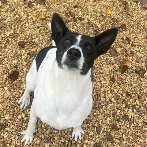 Sandy