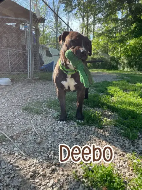 Deebo photo 4