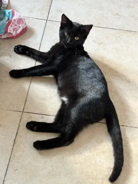 Pippa